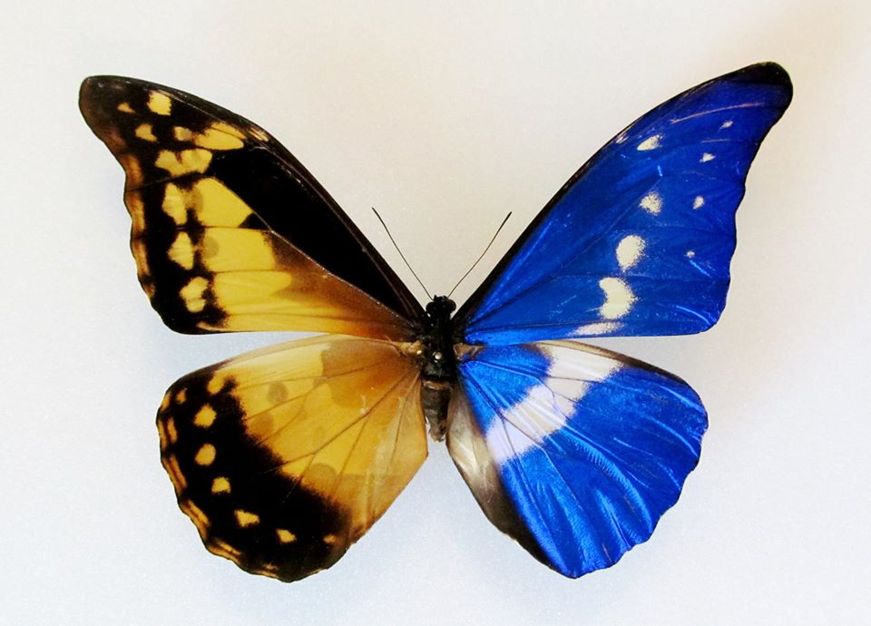 Morpho rhetenor helena (Gynandromorph, Alex Bic) (Internet Image property of respective owner, non-commercial use only)